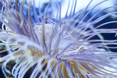 在德国柏林水族馆珊瑚图片