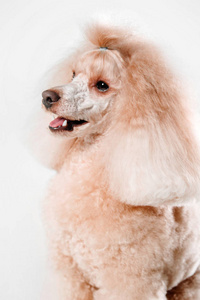 在白色背景上的美丽的微型卷毛狗