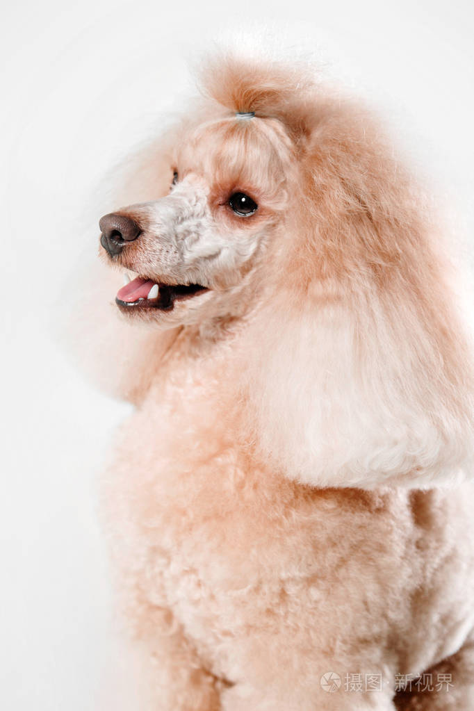 在白色背景上的美丽的微型卷毛狗