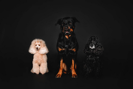 三只狗罗特韦尔犬 迷你贵宾犬和英国可卡犬在工作室中的黑色背景上