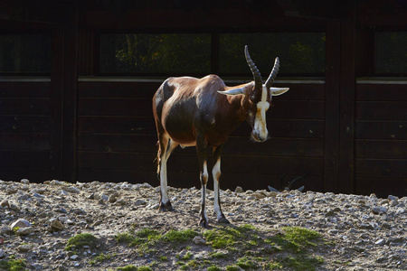 长角的动物素材图片 长角的动物图片素材下载 摄图新视界 长角的动物素材图片 长角的动物图片素材下载 摄图新视界