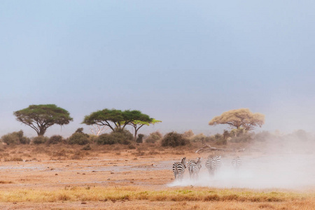 群斑马在沙漠领域中运行