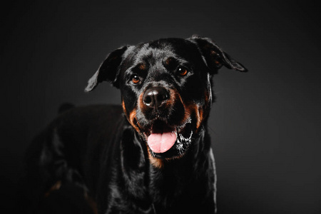 罗威纳犬在工作室中的黑色背景上照片