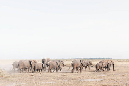 群大象在沙漠领域