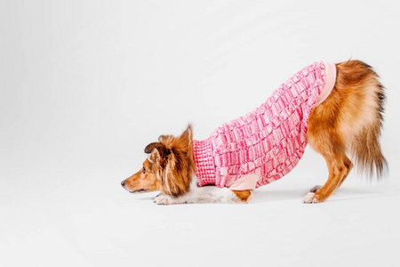 设得兰群岛牧羊犬在白色背景上穿着一件粉色的针织的毛衣