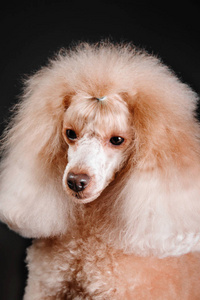 杏标准的贵宾犬在工作室中的黑色背景上的微型卷毛狗照片