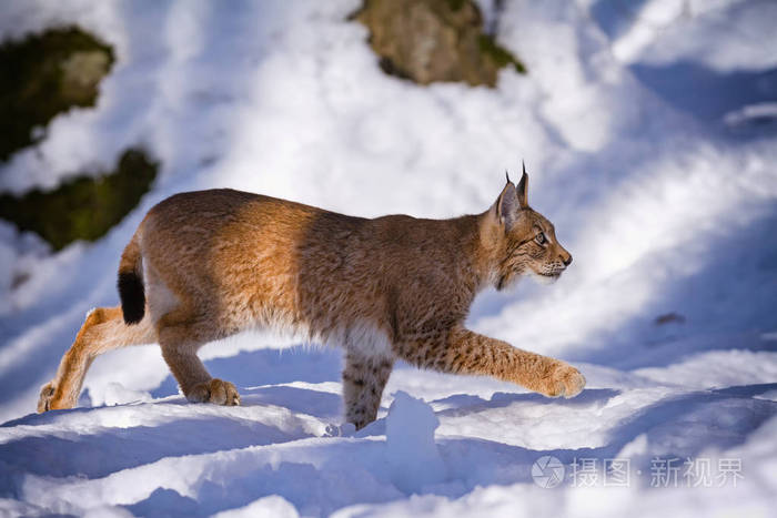 猞猁悄然在雪中