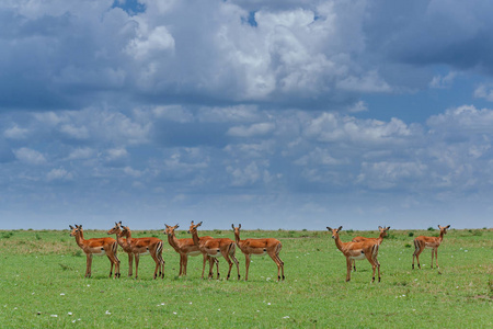 畜群的藏羚羊在绿色的田野图片