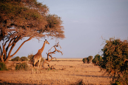 长颈鹿在乾的草田