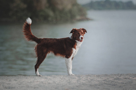 边境牧羊犬