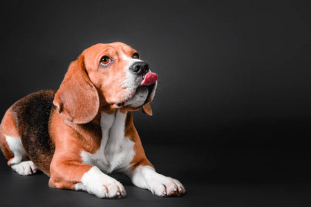 在黑色背景上的美丽 beagle 犬
