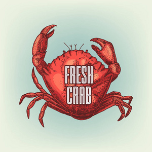 图形的现实蟹。矢量图。用于标识设计 横幅 海报 广告海鲜或餐厅菜单的贝类素描