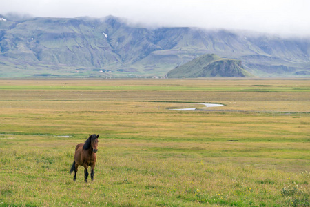 横观野生冰岛小马在一个绿色的牧场被雄伟的山脉包围。