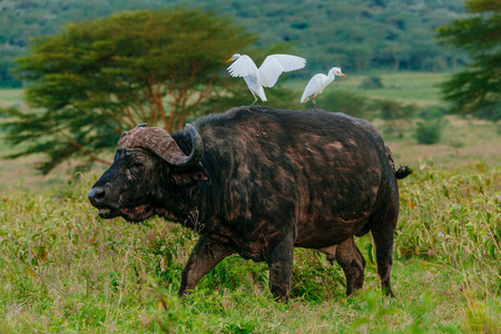 牛背上牛背上的两只鸟照片