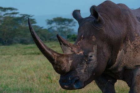 犀牛头图片