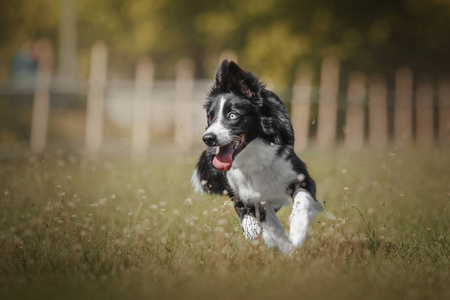 室外的边境牧羊犬