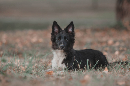 边境牧羊犬小狗