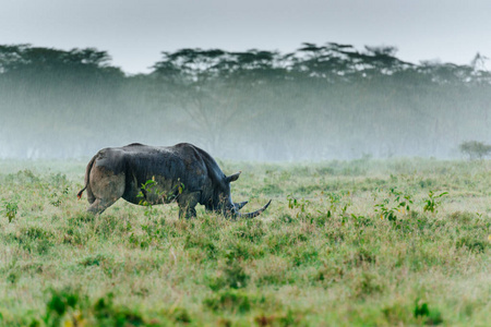 犀牛在绿色的田野