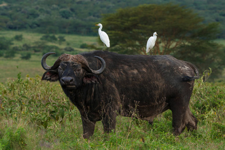 牛背上牛背上的两只鸟照片