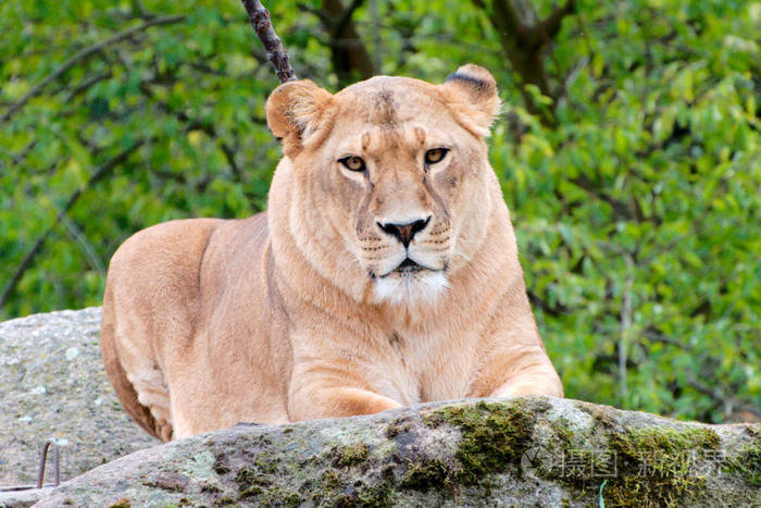 一只母狮子的特写