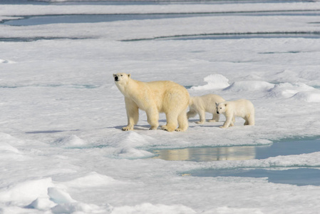 北极熊妈妈 熊绕杆菌 和双小熊放在包 ic