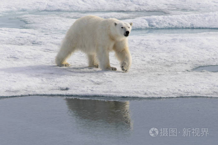 北极熊 熊绕杆菌 Spitsberg 北部浮冰上