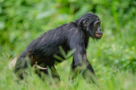 倭黑猩猩男性走在自然栖息地