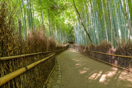 竹竹林素材图片 竹竹林图片素材下载 摄图新视界