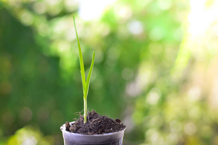 绿色成长植物自然