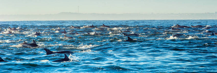 海豚在海洋中游泳