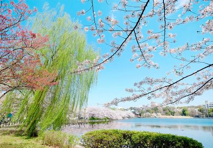 美丽的风景与红叶, 绿柳, 盛开的樱花,清清的池塘和明亮生动的蓝色