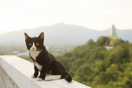 只可爱的泰国黑白猫，坐在露台反对可好看