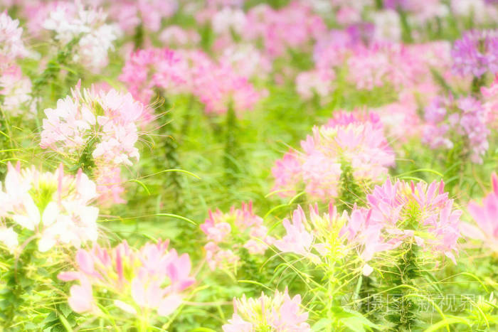 粉红色的花朵，在字段中