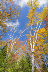 秋天的白桦树对蓝天