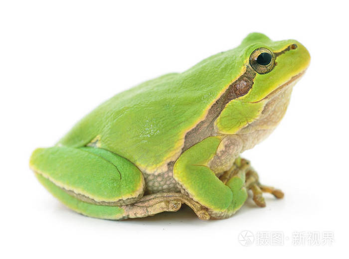 孤立的绿色青蛙