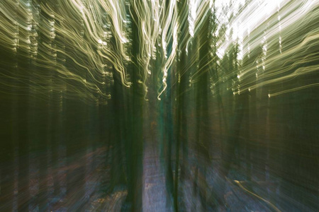 抽象的森林照片