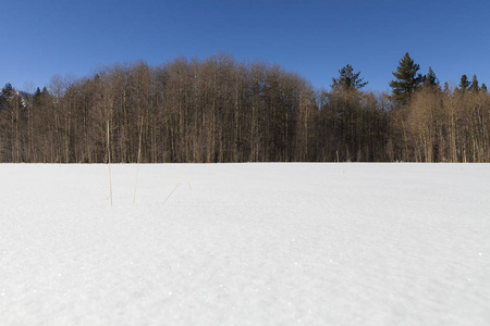 干净的白雪田, 光秃秃的白褐色的树。塔霍湖附近