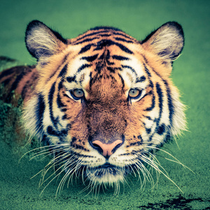 虎头前面复古图片