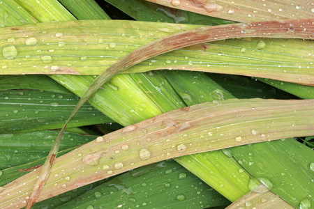 叶与雨滴