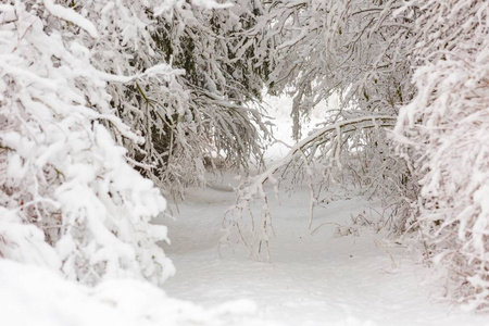 美丽的冬树树枝与大量的雪