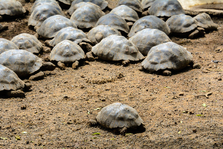 阿尔纳多图皮萨育种中心，伊莎贝拉岛，厄瓜多尔的巨龟