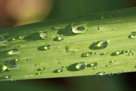 叶与雨滴