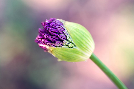 娇嫩的花大蒜，丁香花蕾