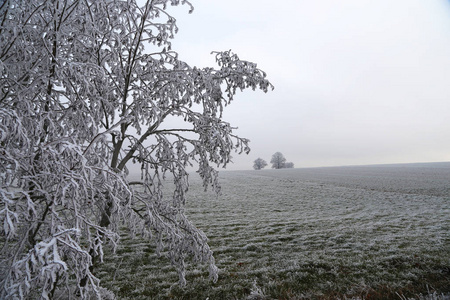 树木覆盖着白霜