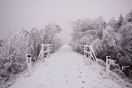 冬天雪下的森林路