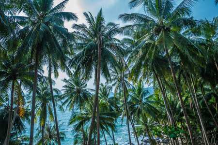 棕榈树热带背景
