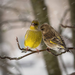 两只鸟的女性和男性的小金坐山灰背景下的树枝上飘落的雪花