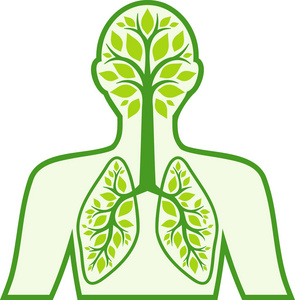 人类呼吸道系统