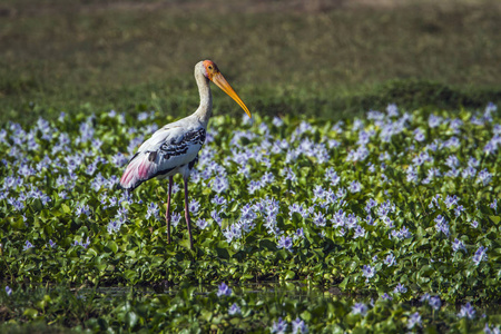彩绘的鹳在巴拿马自然保护区，斯里兰卡