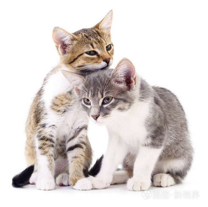 两个小小猫